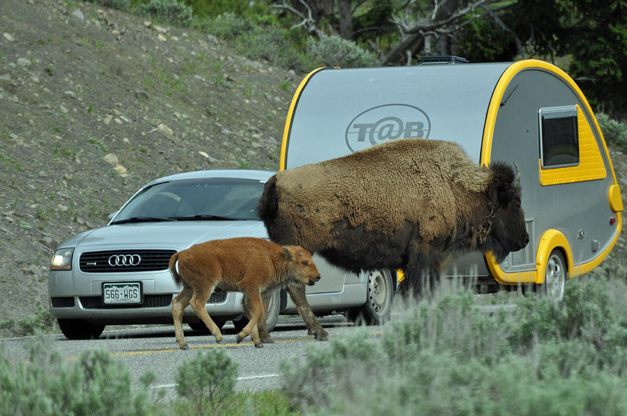 Bison Mom and Calf and Teardrop Camper Photograph by Bruce Gourley