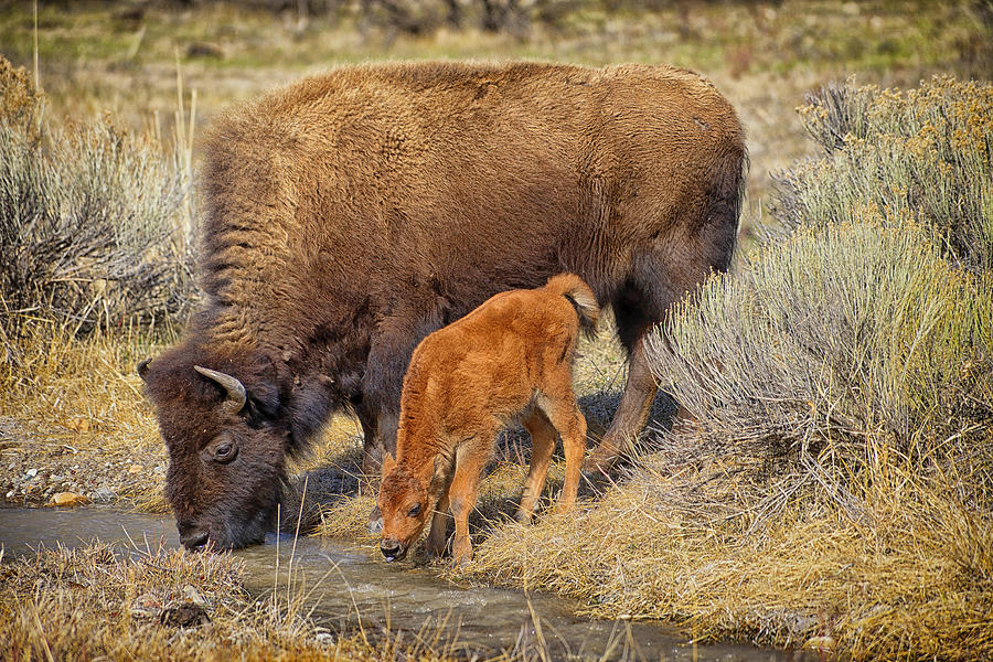 Bison Mother With Newborn Photograph by Greg Norrell