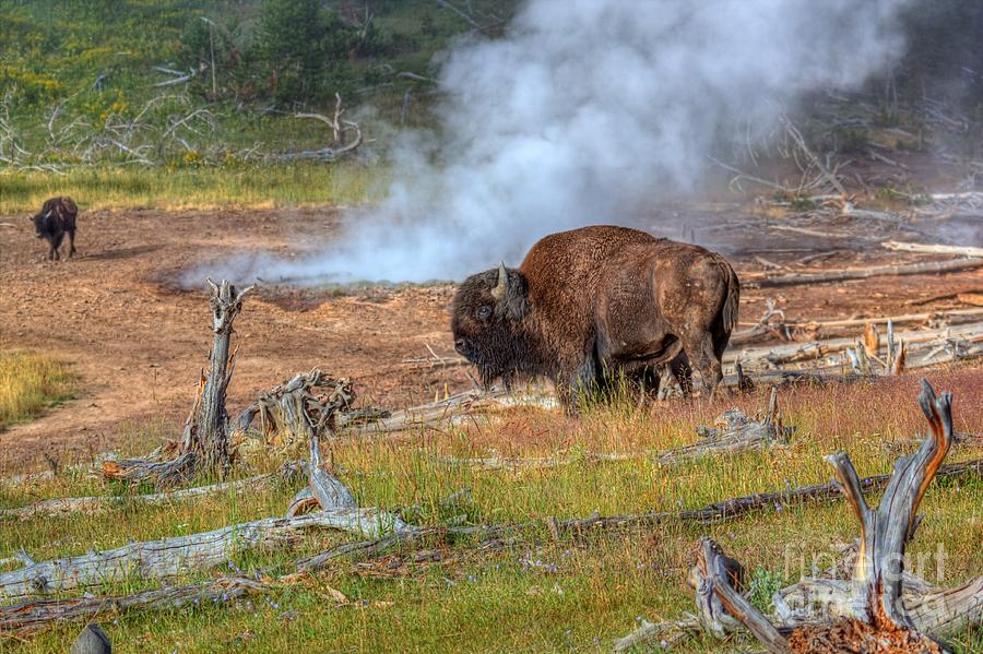 Yellowstone National Park Photograph - Bison Mud by James Anderson