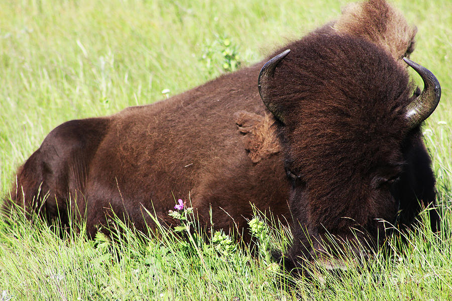 Bison Nap Photograph by Alyce Taylor