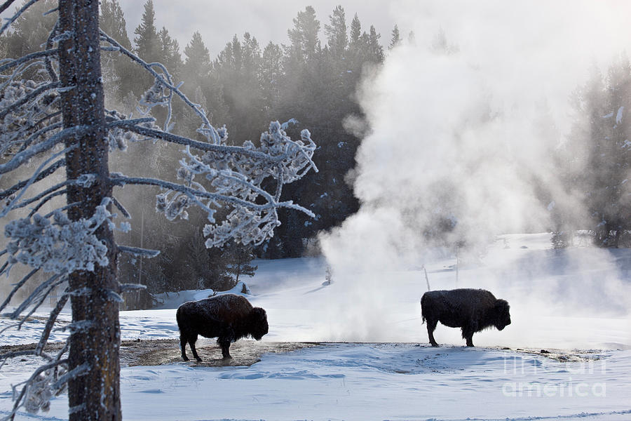 Bison Near Thermal Springs Photograph by Greg Dimijian
