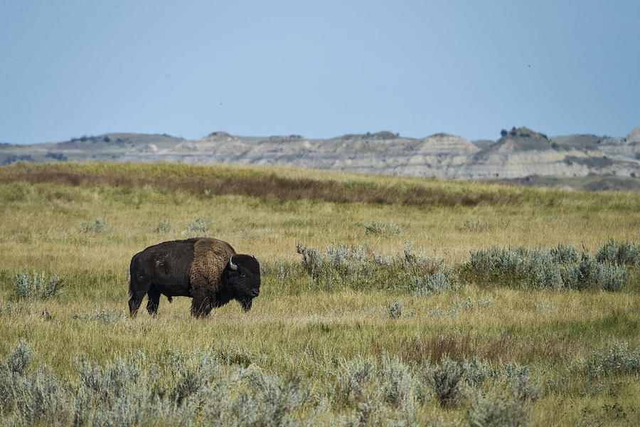 Bison, North Dakota Photograph by Mark Newman
