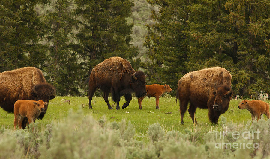 Bison Nursery Photograph by Natural Focal Point Photography