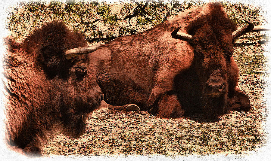 Bison  Photograph by Ola Allen