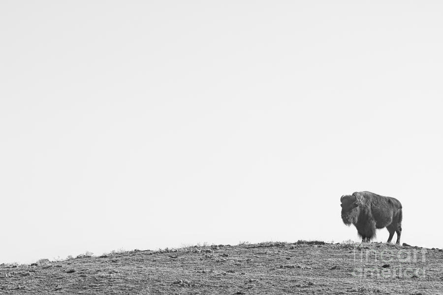 Buffalo Photograph - Bison On a Hill  BW by James BO Insogna