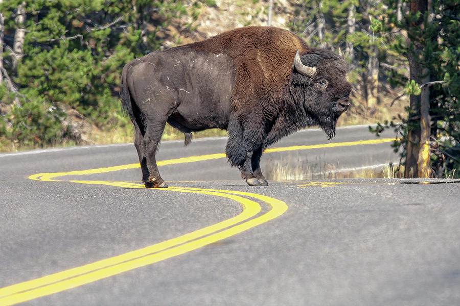 Bison On Road Yellowstone National Park Photograph by Tom Norring