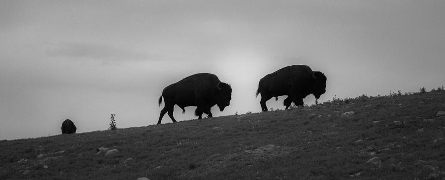 Bison on the Ridge Photograph by Hermes Fine Art