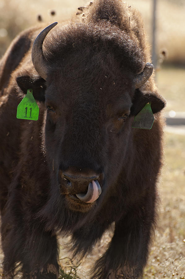 Bison One Horn Tongue in Nose Photograph by Melany Sarafis