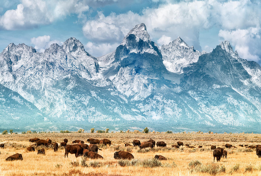 Bison (or Buffalo) below the Grand Teton Mountains Photograph by Matt Anderson Photography