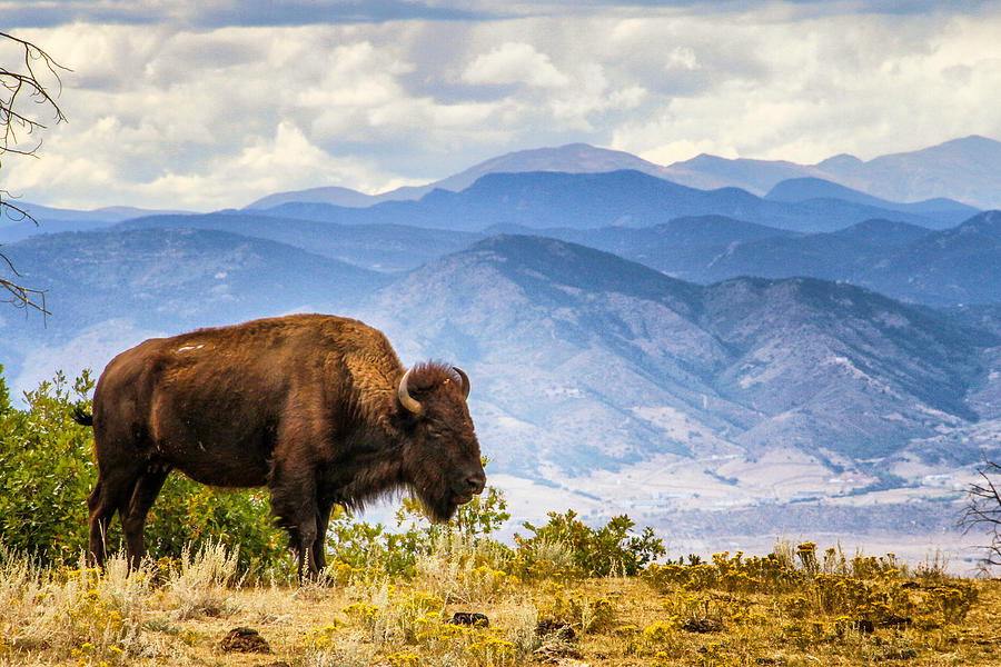 Bison Photograph - Bison Overlook by Juli Ellen