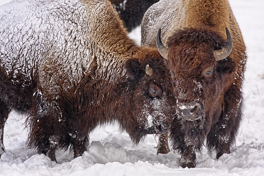 Bison Pair Photograph by Allen Utzig | Fine Art America