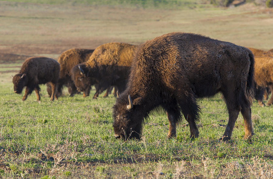Bison Photograph by Phil Abrams