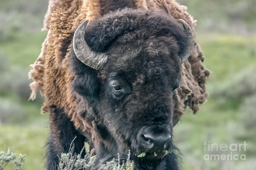 Bison Portrait Photograph
