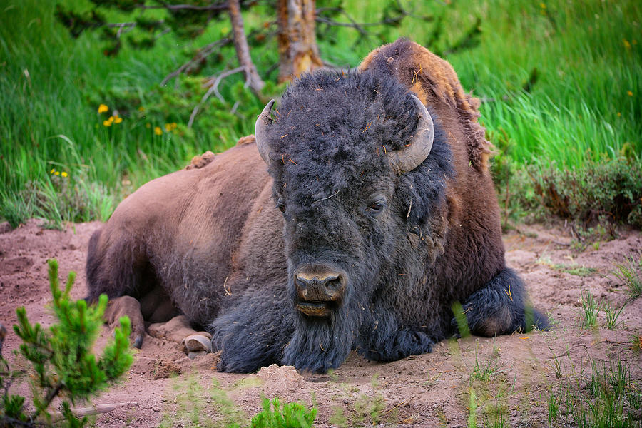 Bison Portrait Photograph by Greg Norrell