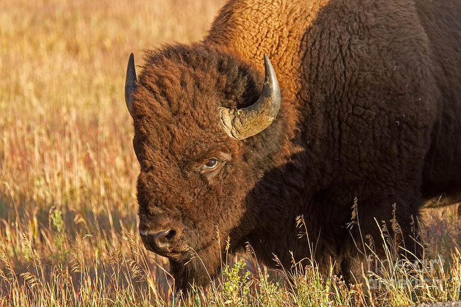 Bison Potrait at teh Elk Ranch in Grand Teton National Park Photograph by Fred Stearns