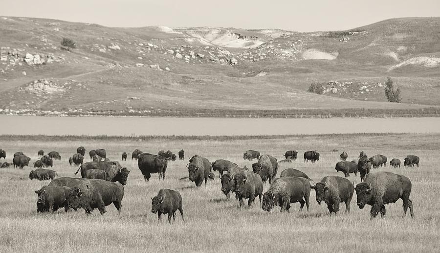 Bison Photograph - Bison Prairie by Christian Heeb