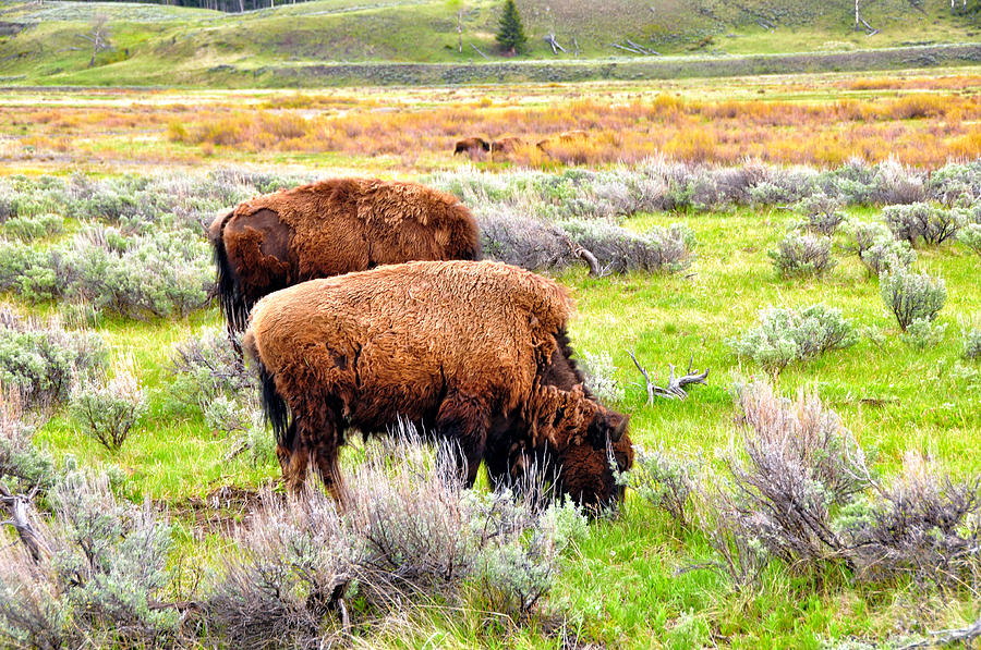 Bison Prairie - Lamar Valley - Yellowstone National Park - Wyoming Photograph by Bruce Friedman