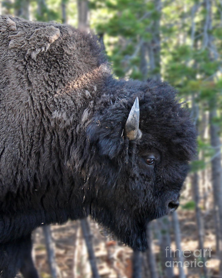 Bison Profile Photograph by Jemmy Archer