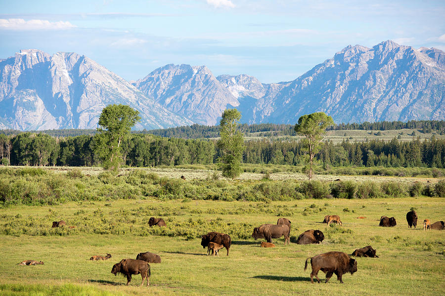 Bison Range & Tetons Photograph by Gail Shotlander