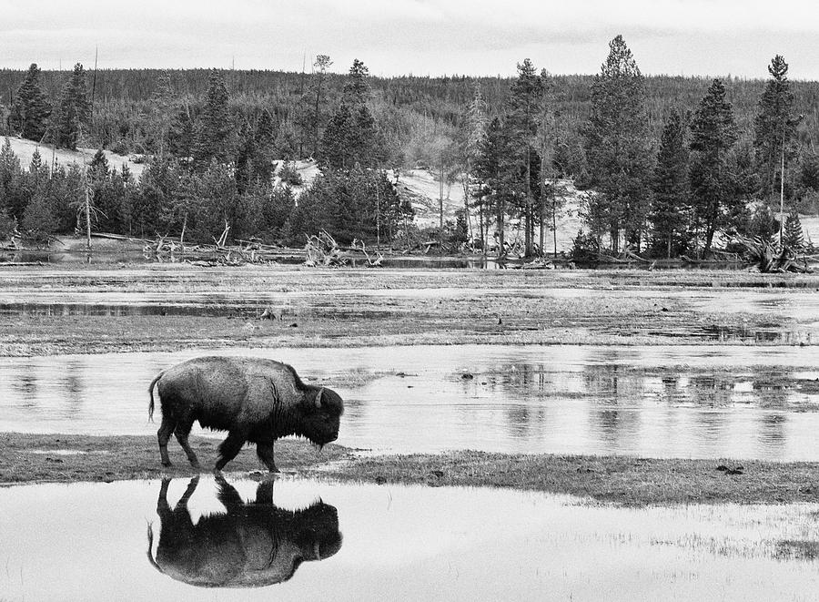 Bison Reflection Photograph by Max Waugh