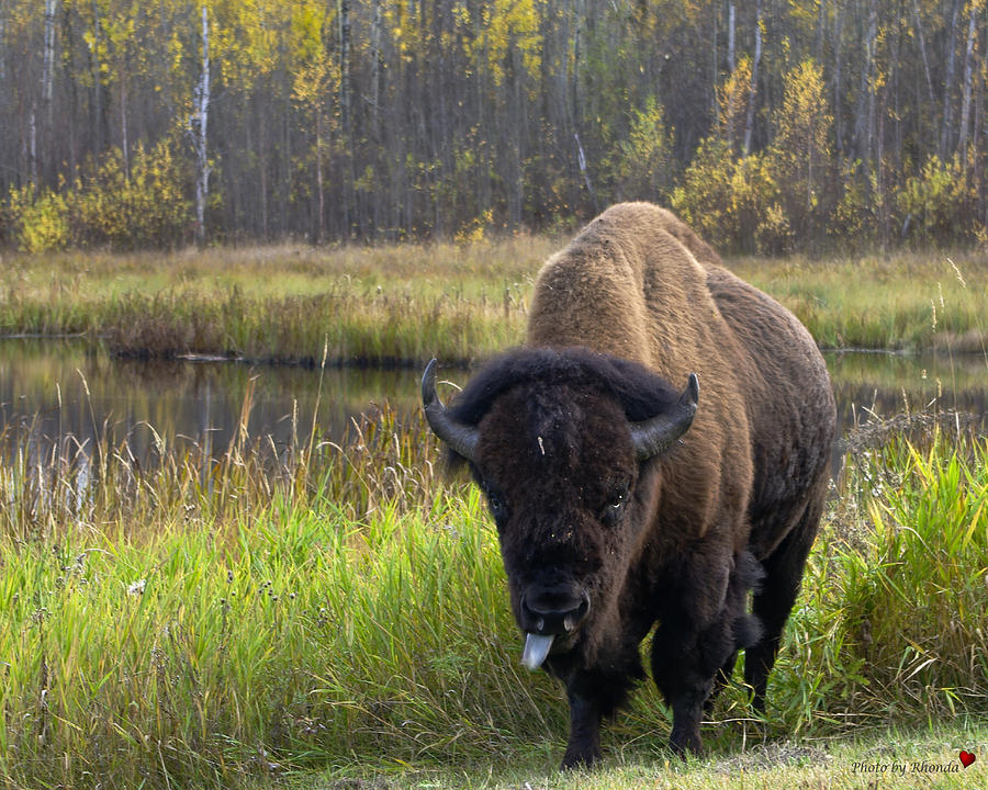 Bison Photograph by Rhonda McDougall