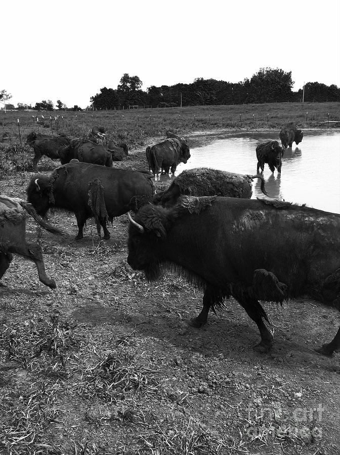 Bison Roaming Photograph by Michael Krek