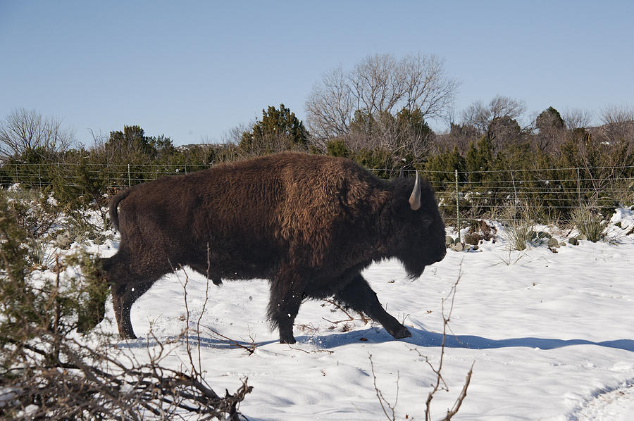 Bison Running in Snow Photograph by Melany Sarafis