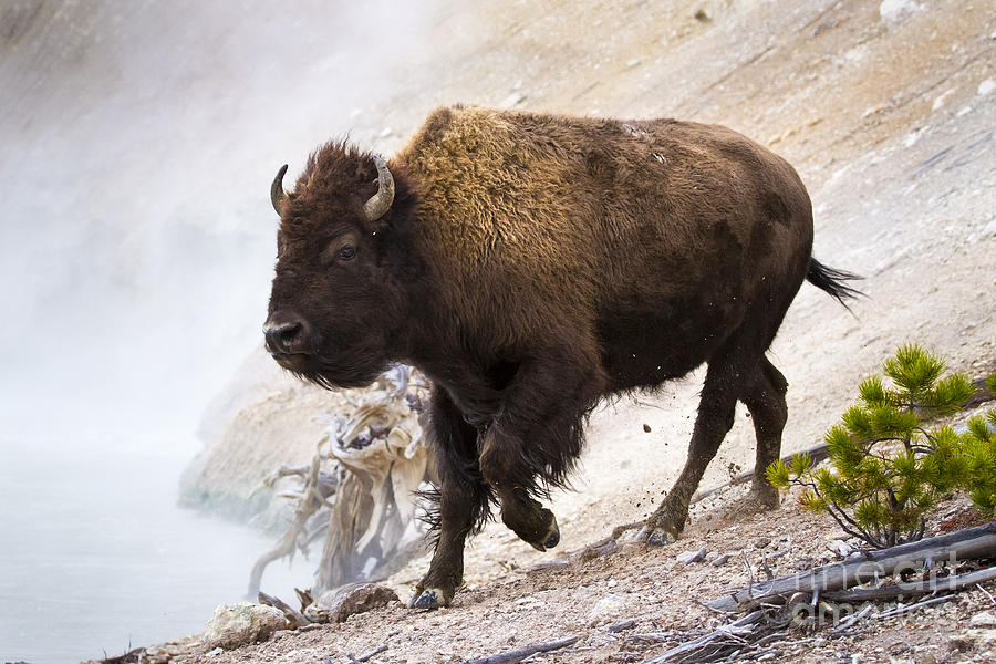 Bison Running Near Mud Pot Photograph by Mike Cavaroc