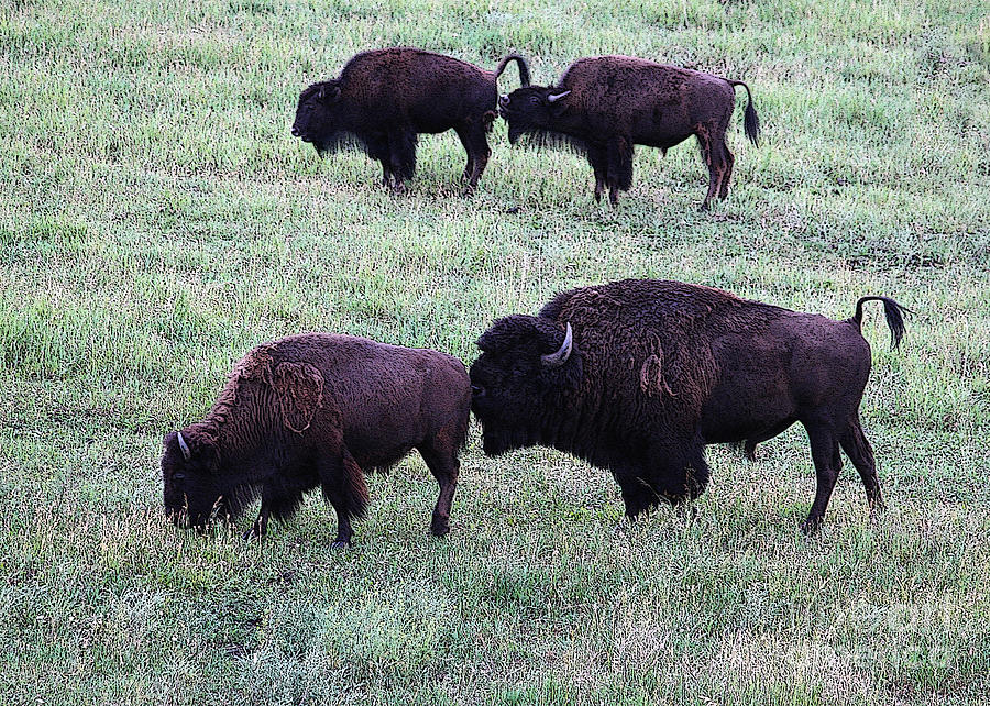 Bison Rutting Season by Janice Rae Pariza