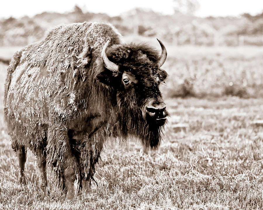 Bison Photograph by Sennie Pierson