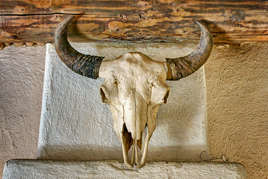 Bison Skull Photograph by Nikolyn McDonald