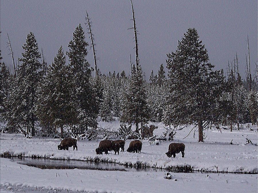 Yellowstone Bison Snow Grazing Photograph by Enaid Silverwolf
