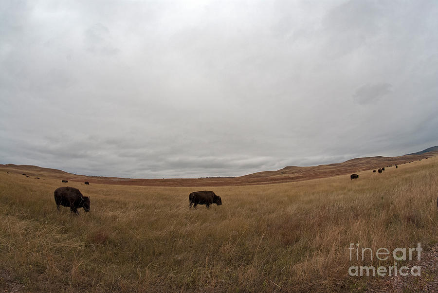 Bison, South Dakota Photograph by Mark Newman