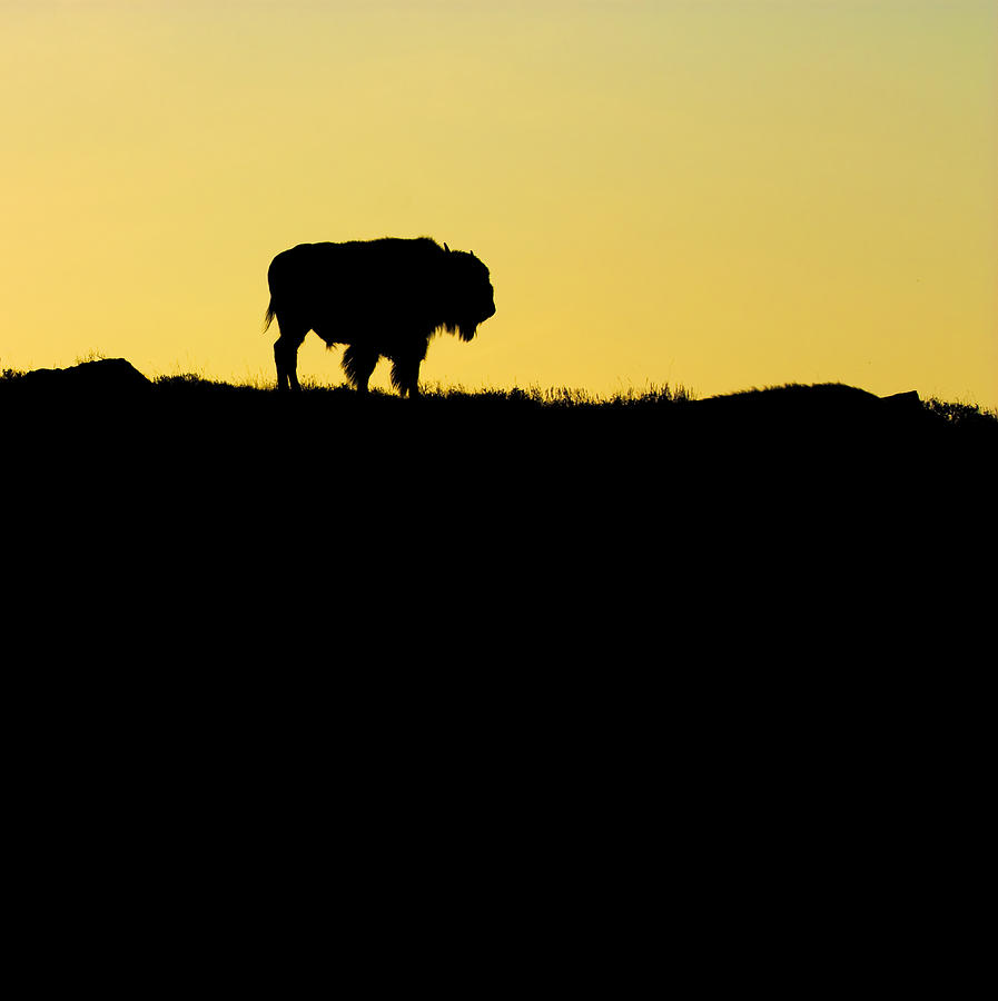 Bison Sunrise Photograph by Sonya Lang