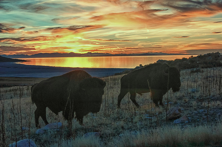 Bison Sunset Photograph by Bruce J Barker - Fine Art America