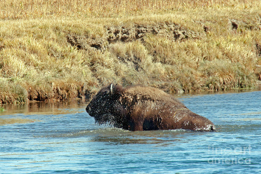 Bison Swimming the Yellowstone in Yellowstone National Park Photograph by Fred Stearns