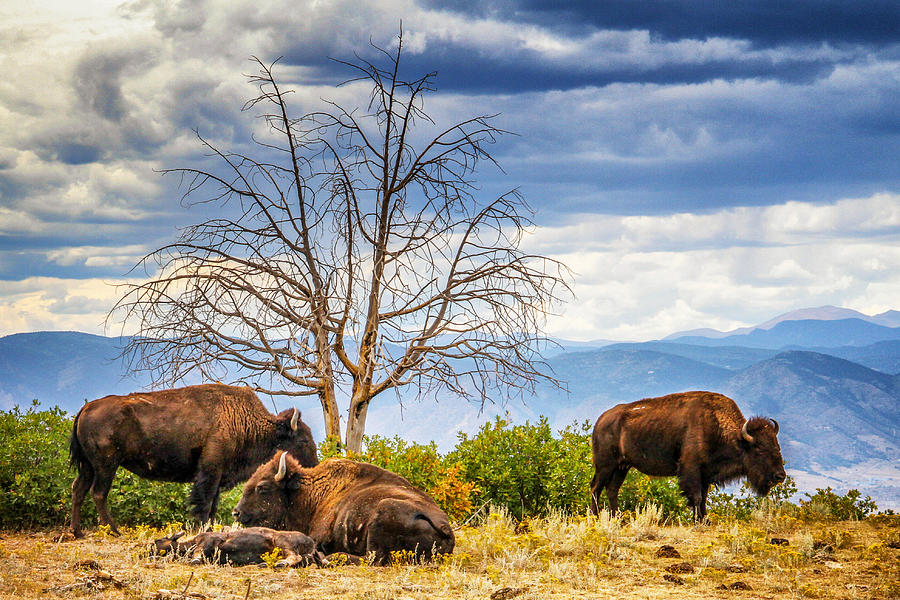 Bison Under the Tree Photograph by Juli Ellen