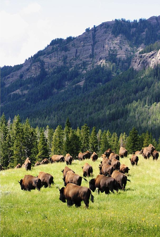 Bison Valley Photograph by Michael Cressy