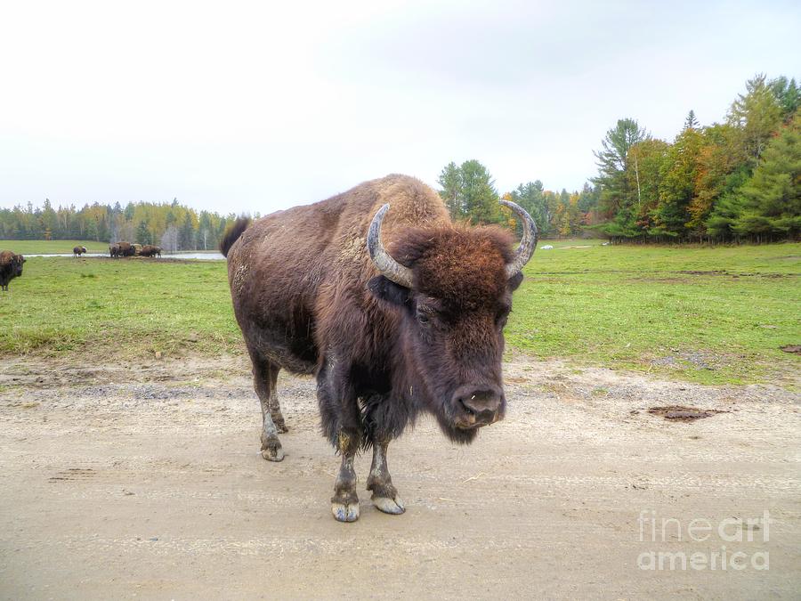 Bison Photograph - Bison by Vicki Spindler