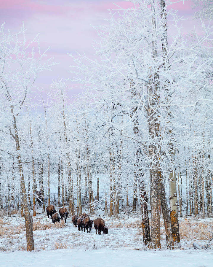 Bison Walking In The Early Morning Photograph by Ron Harris