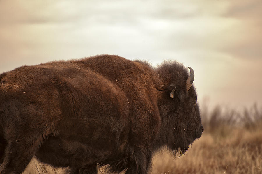Bison Walking Into The Sunset Photograph by Melany Sarafis