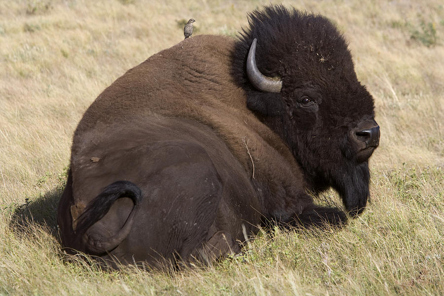Bison With Bird, Canada Photograph by Mark Harmel