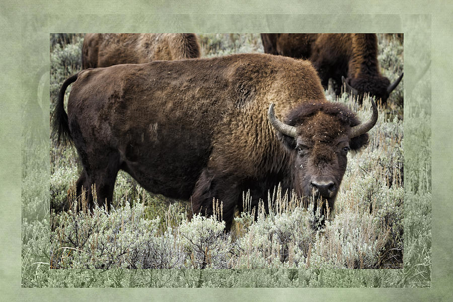 Bison With Border Yellowstone Photograph By Belinda Greb Pixels 7028