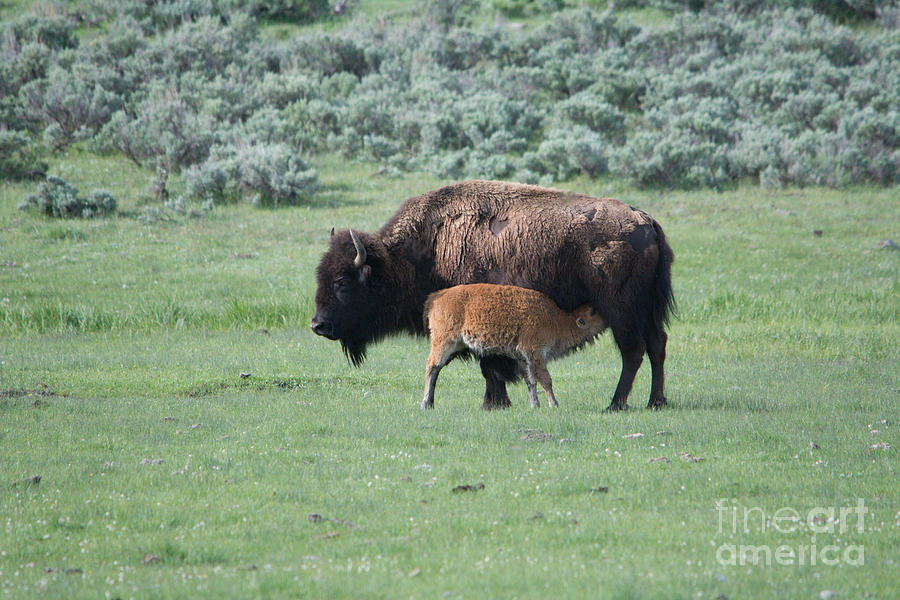 Bison with Calf Photograph by John Greco