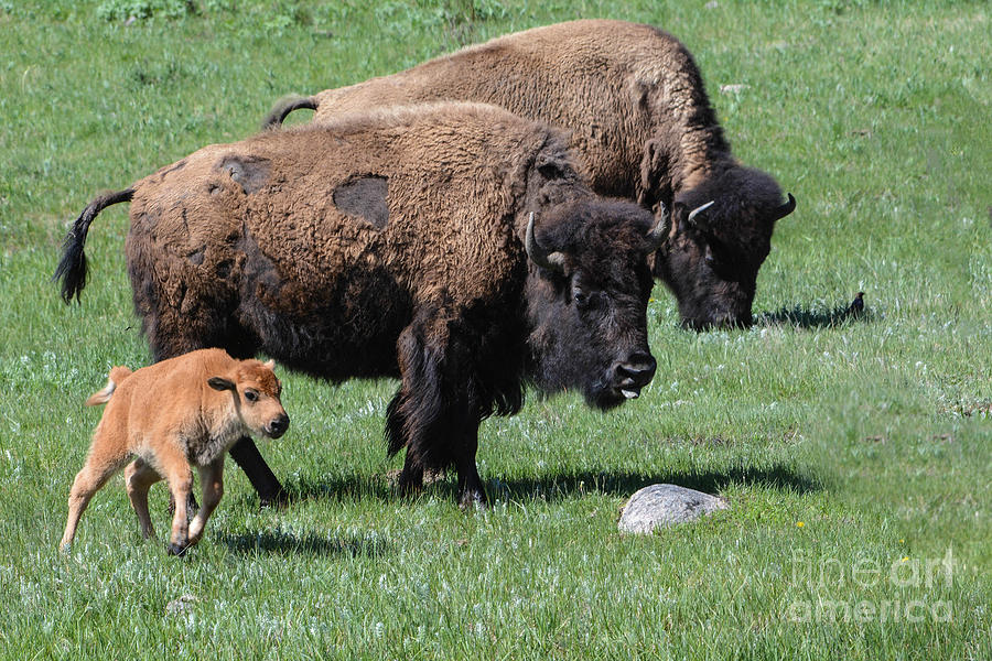 Bison with Calf Running Photograph by John Greco