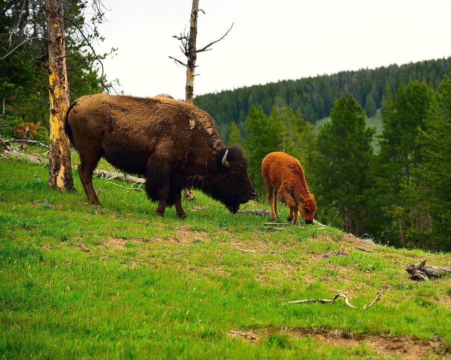 Bison with Calf Photograph by Walt Sterneman