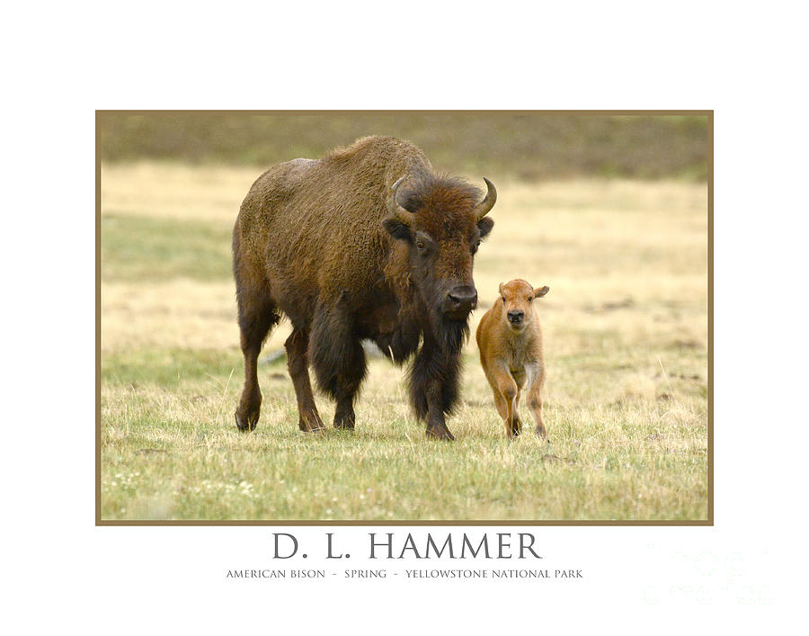 Bison with Young Photograph by Dennis Hammer