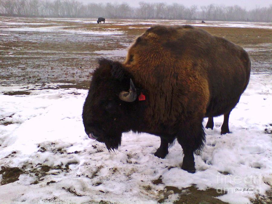 Bisons in the winter Rain Photograph by Yumi Johnson