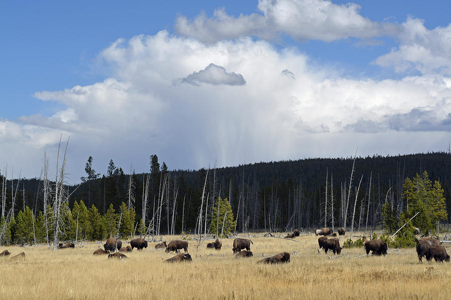 Bisonscape Photograph by Bruce Gourley