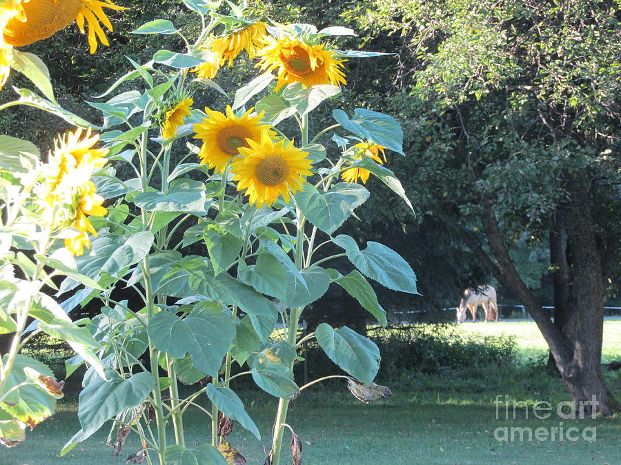 Bisquit And The Sunflowers Photograph by Jeffrey Koss